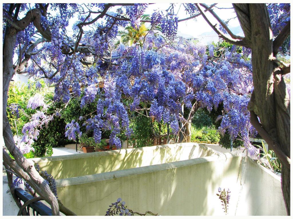 B&B La Salamandra Kitchengarden Forio  Exterior photo